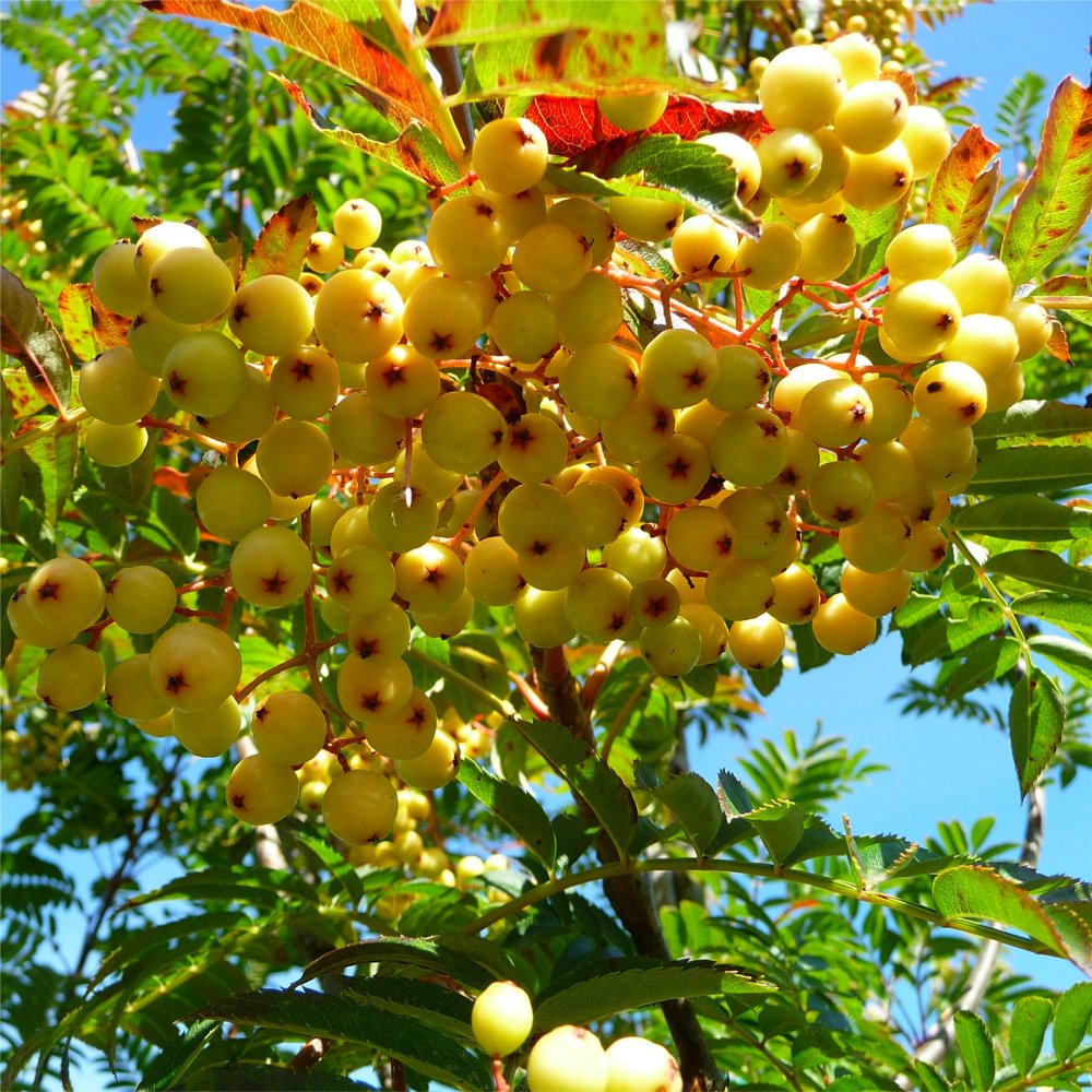 Yellow berries on Sorbus 'Joseph Rock'