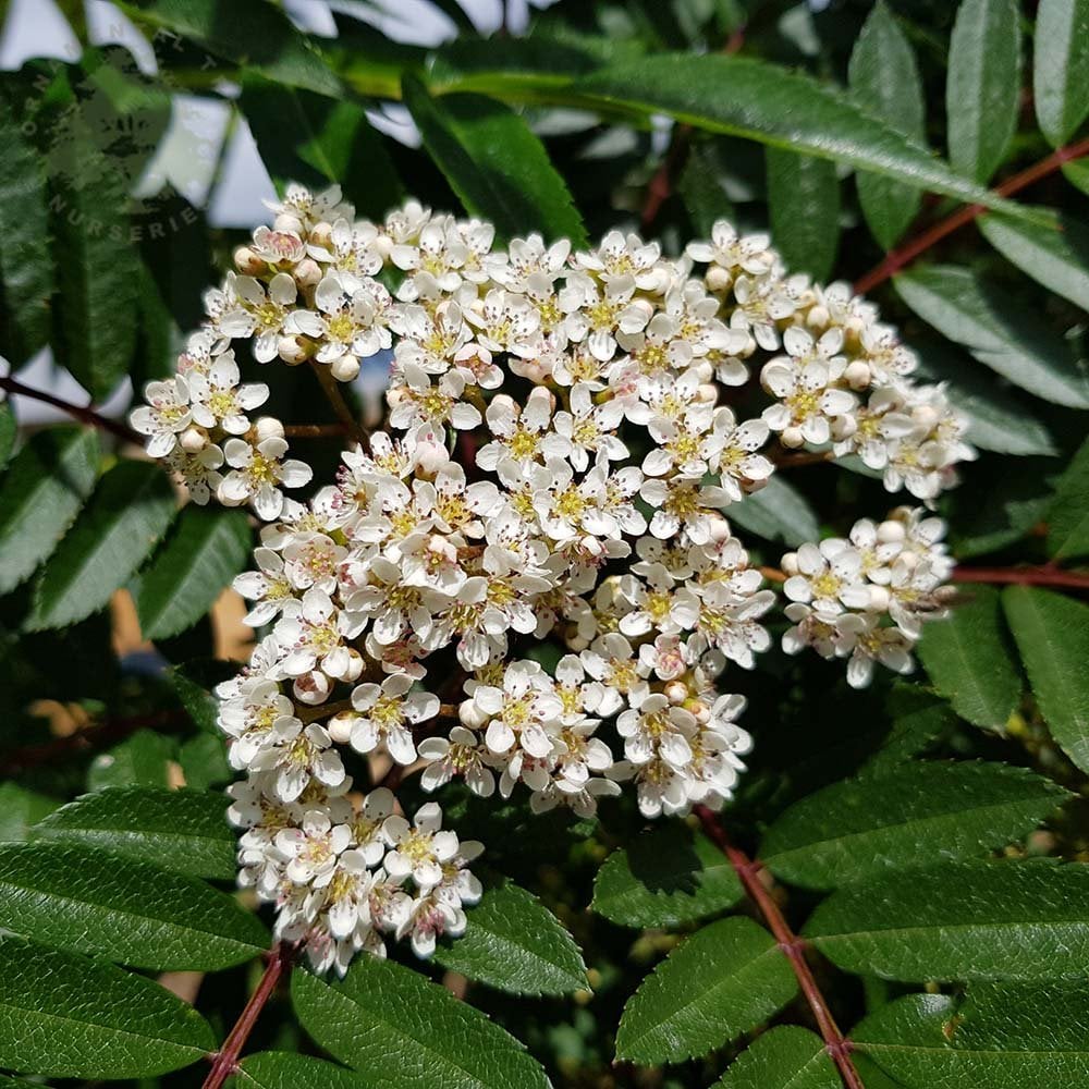 Sorbus vilmorinii flowers