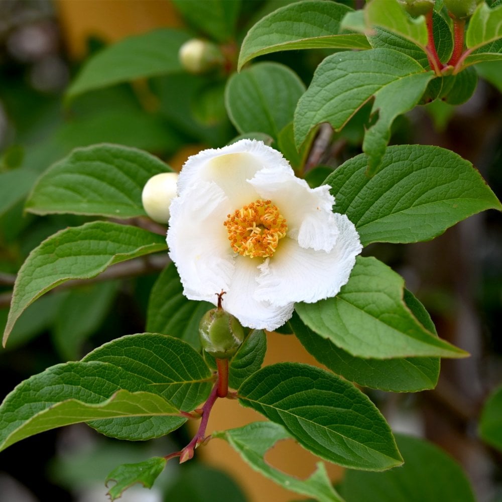 Stewartia pseudocamellia