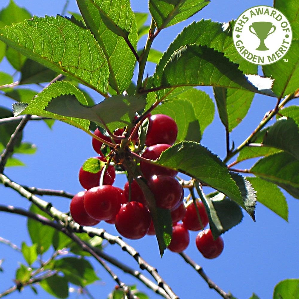 Prunus avium Summer Sun Cherry tree