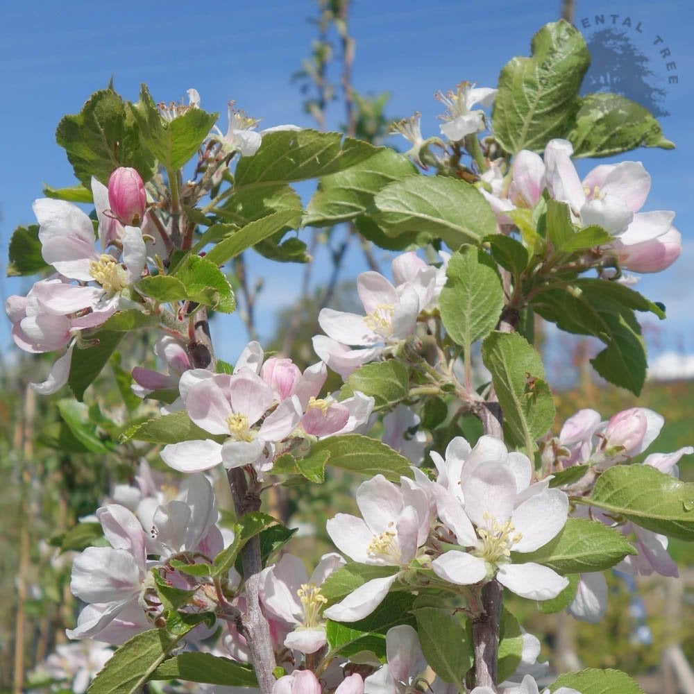 Sunset apple blossom in spring