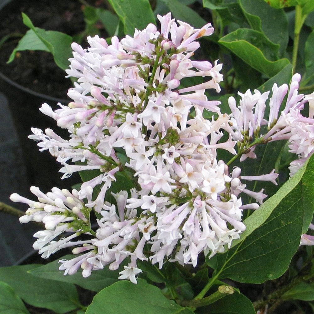 Syringa 'Miss Kim' dwarf Lilac shrub