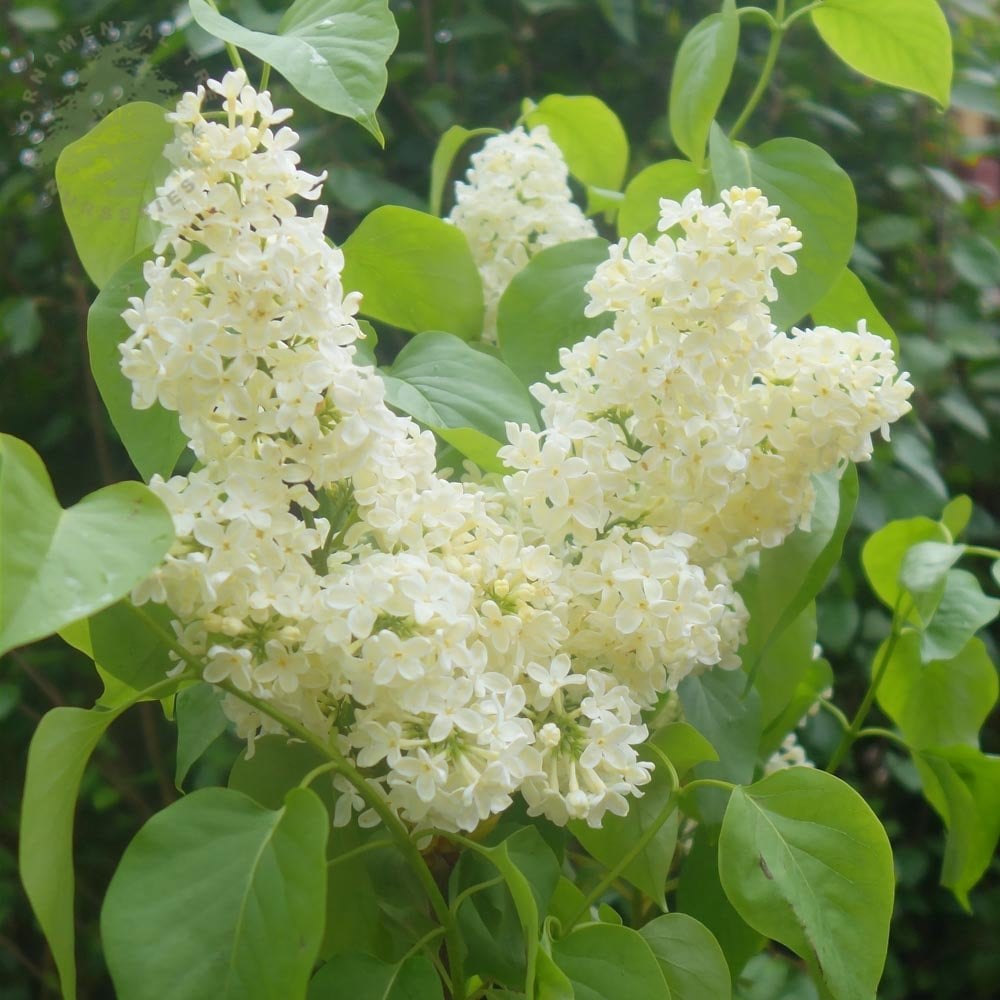 Syringa vulgaris 'Primrose'