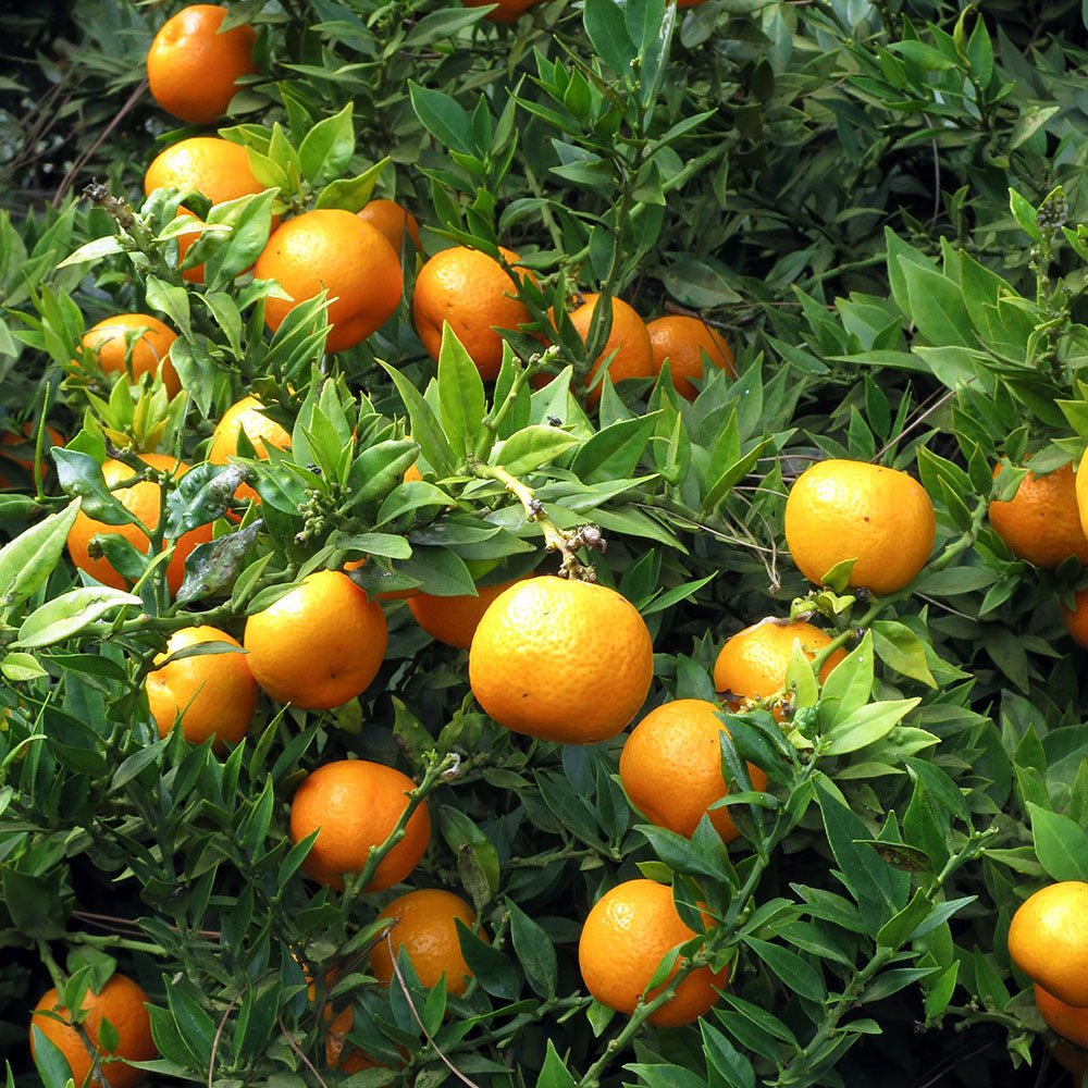 Mandarin tree Citrus reticulata