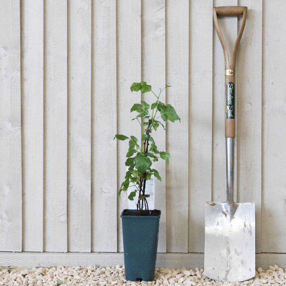Medana Tayberry plant in pot