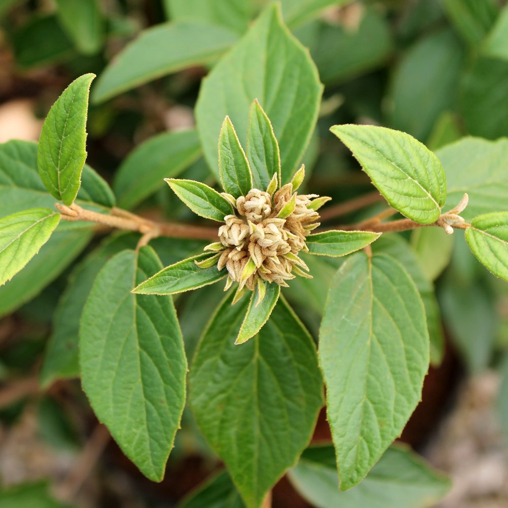 Viburnum 'Eskimo' semi-evergreen foliage