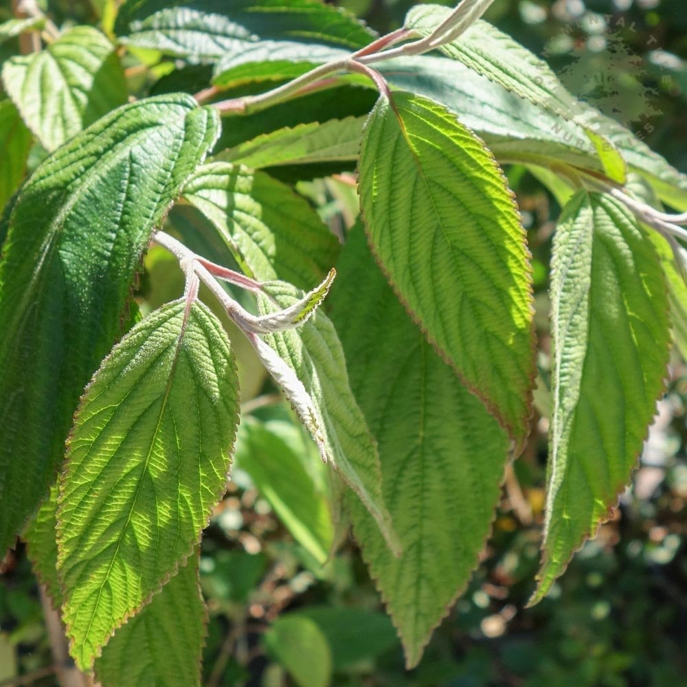 Viburnum plicatum Kilimanjaro