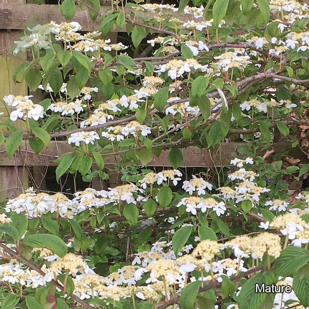 Mature Viburnum plicatum Mariesii shrub
