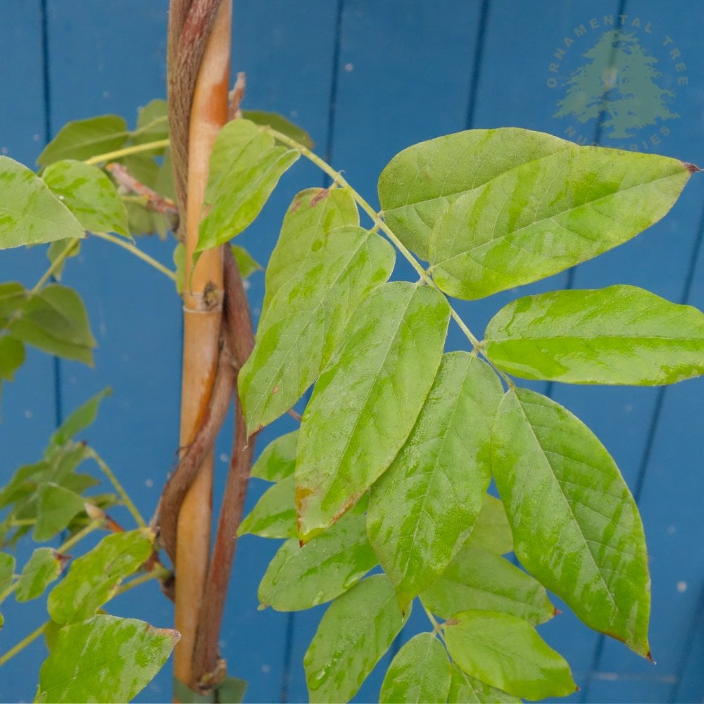 Wisteria Okayama foliage