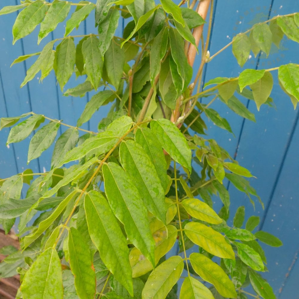 Wisteria Brachybotrys 'Shiro Kapitan' leaves