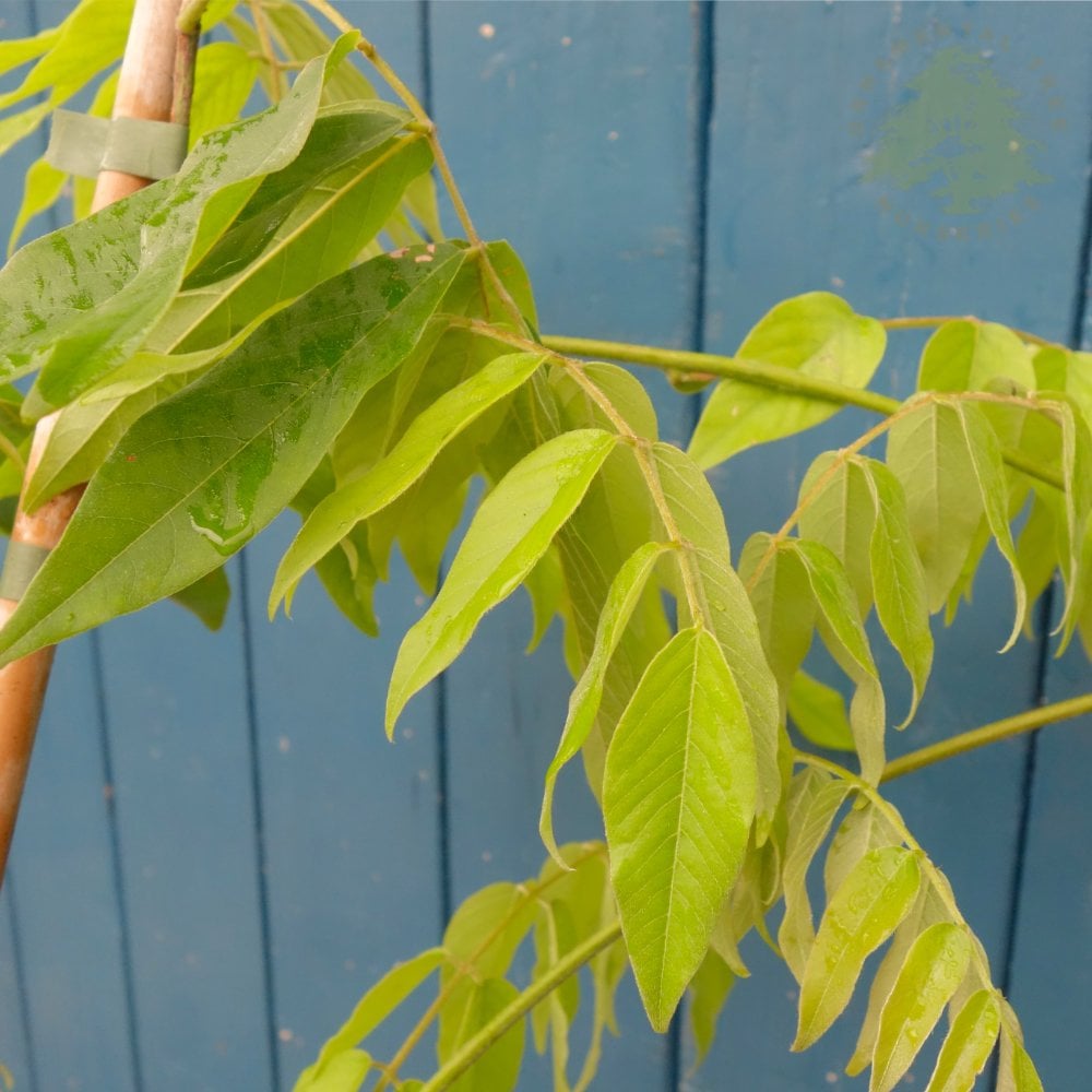 Wisteria Brachybotrys 'Showa-Beni' foliage