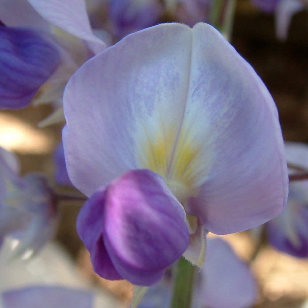 Japanese Climbing Wisteria floribunda 'Burford'