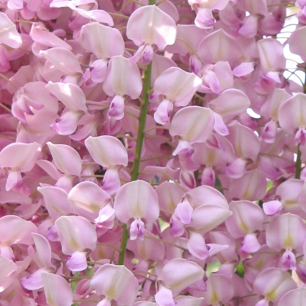 Wisteria floribunda Rosea