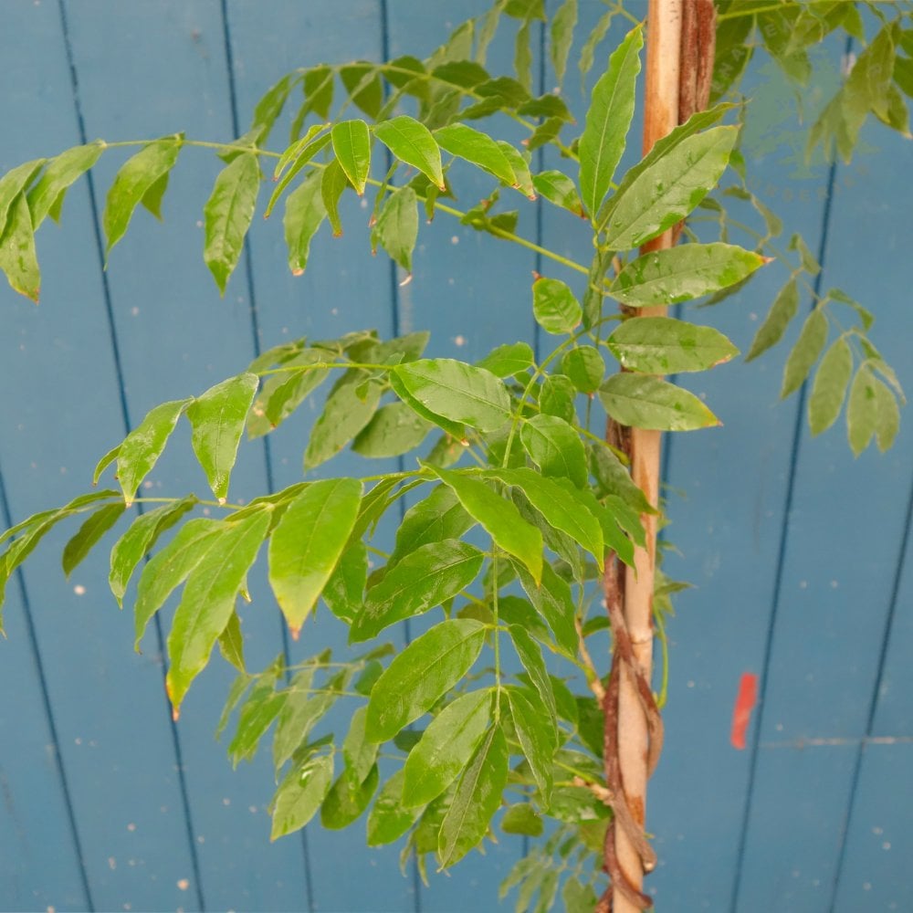 Wisteria 'Caroline' climbing up cane