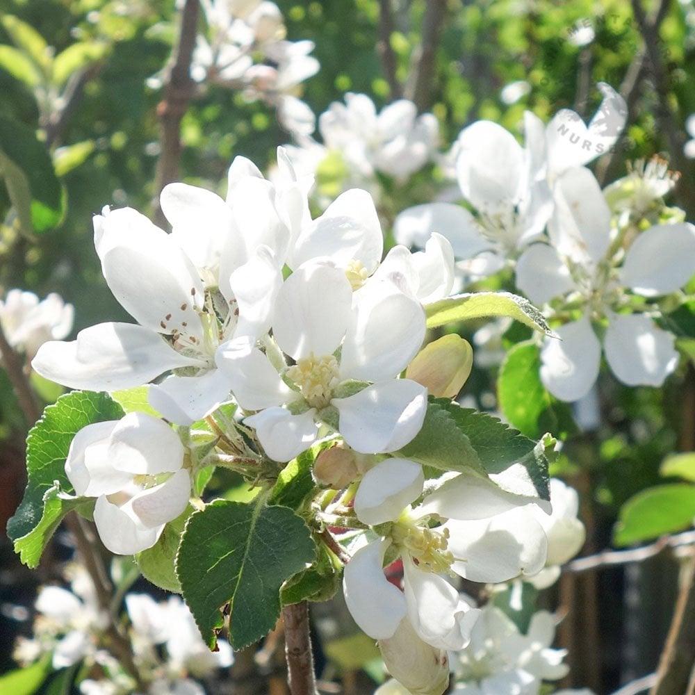 Worcester Pearmain apple blossom