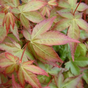 Acer palmatum Mapi-no-machihime dwarf Japanese Maple leaves