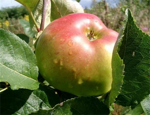 Bramley apple