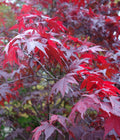 Acer palmatum Atropurpureum