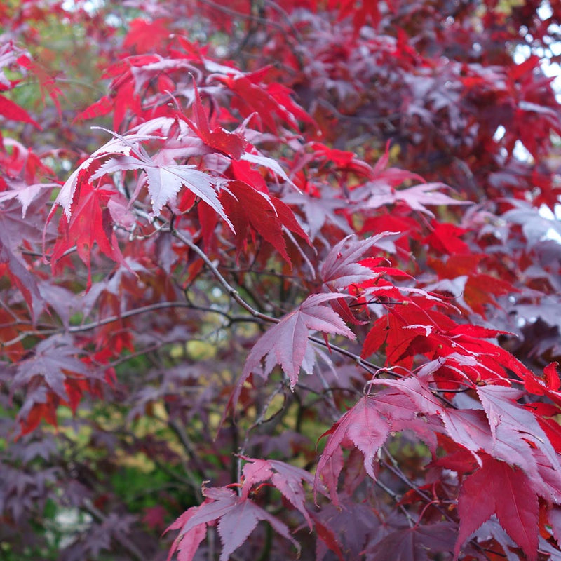 Acer palmatum Atropurpureum