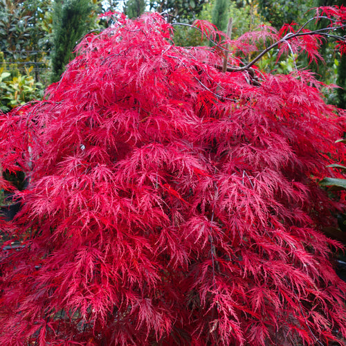 Acer palmatum Garnet bright red leaves
