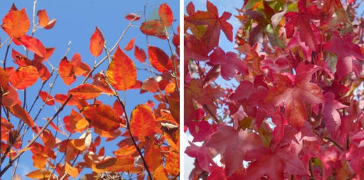 Amelanchier and Liquidambar orange and red autumn colour