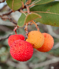 Arbutus