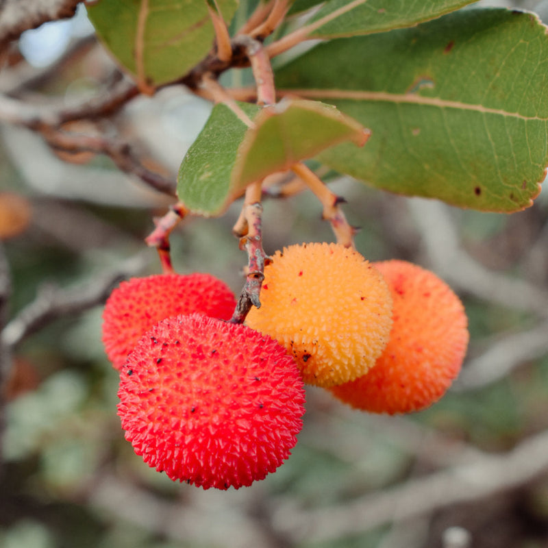 Arbutus