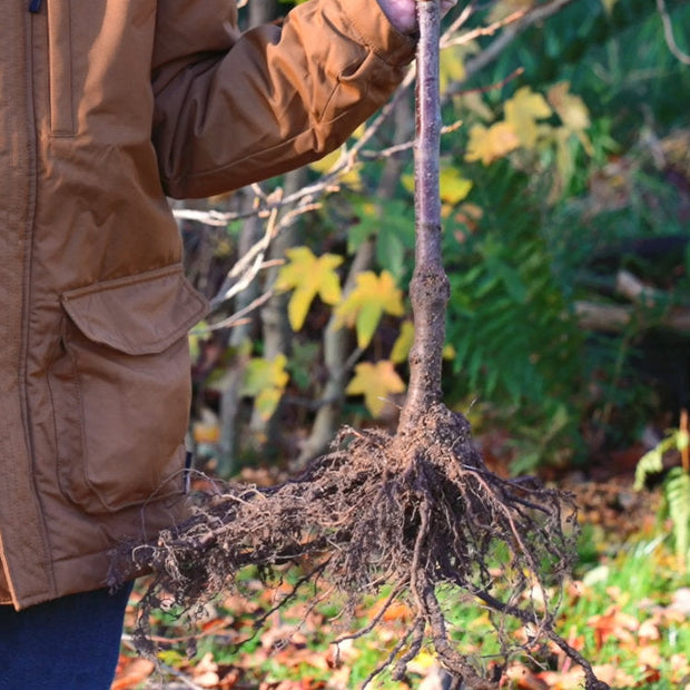 Bare root tree