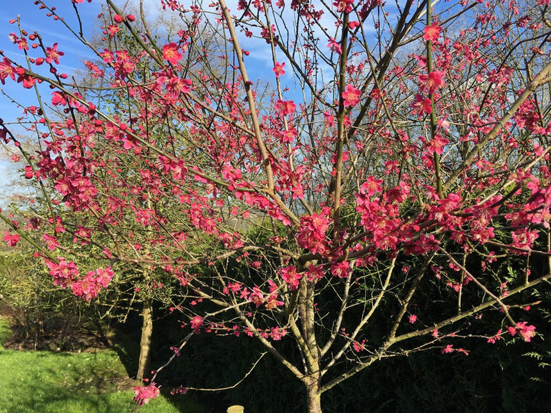 June's Prunus mume ‘Beni chidori’ tree in blossom