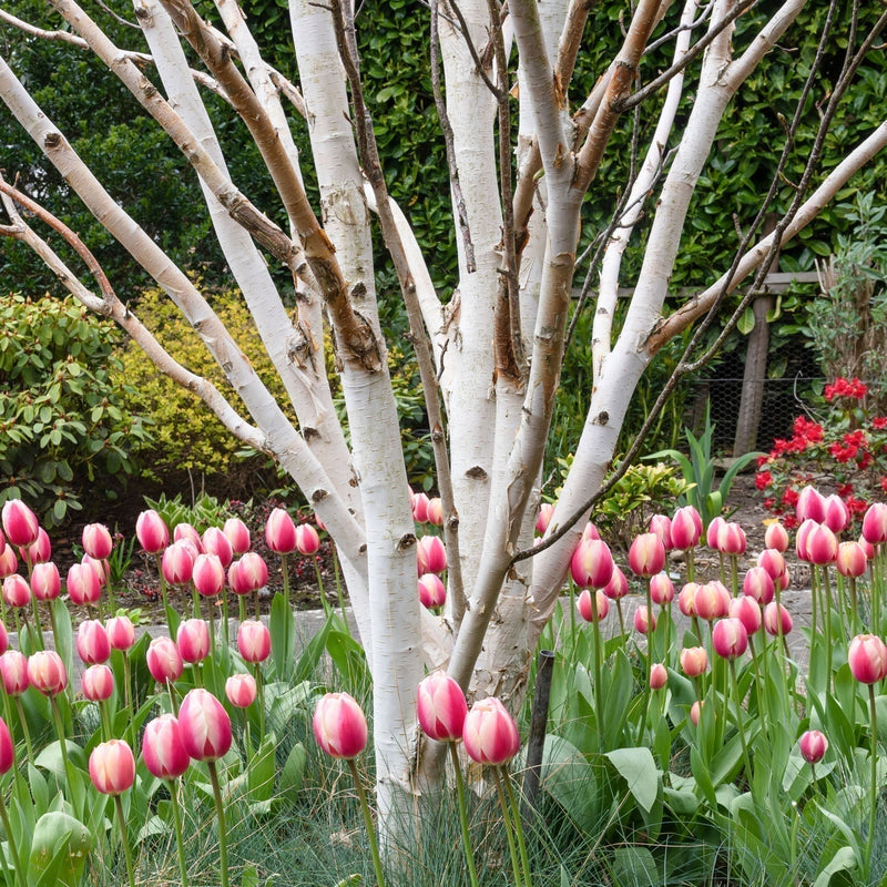 Betula utilis jacquemontii multi stem tree