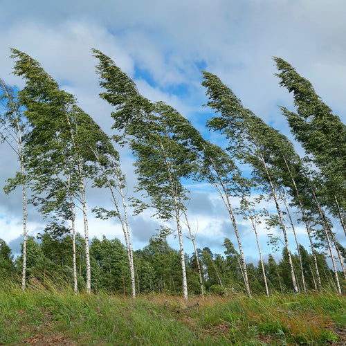 Trees blowing in the wind