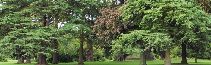 Mature green trees