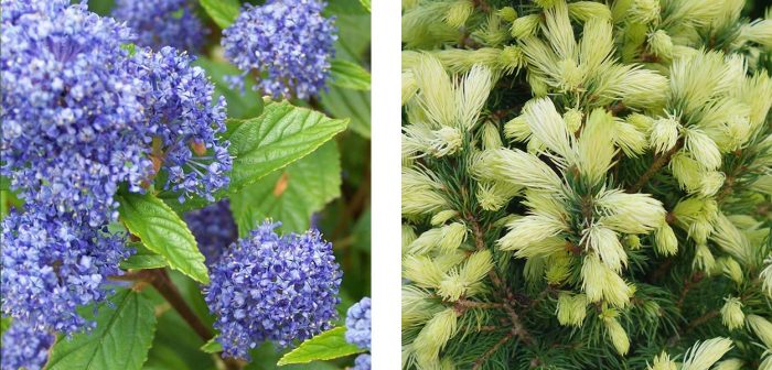 Features on evergreen trees