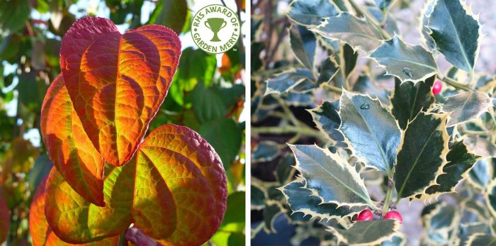 Cercidiphyllum japonicum (left) and Ilex aquifolium 'Argentea Marginata' (right)