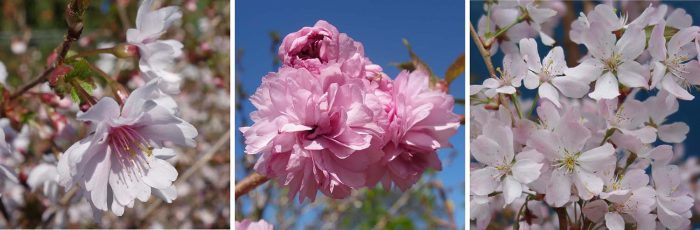Cherry blossom in 2018