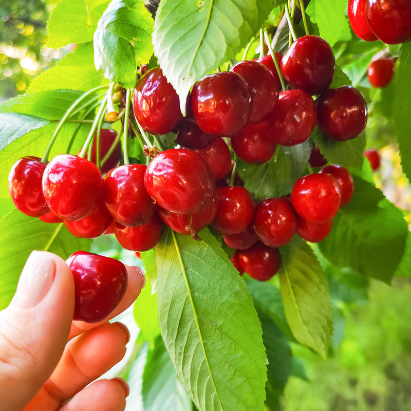 Picking cherries from a tree