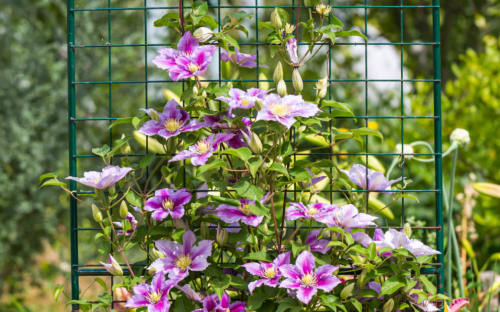 April Gardening Made Simple: What To Do Now