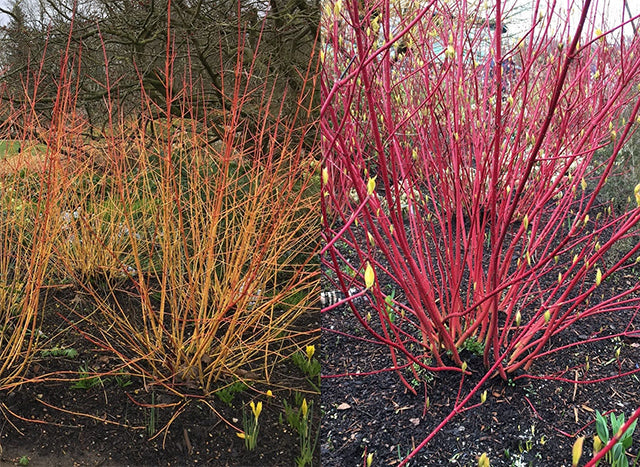 Colourful stems of Cornus sanguinea ‘Midwinter Fire’ and Cornus alba ‘Sibirica’ shrubs
