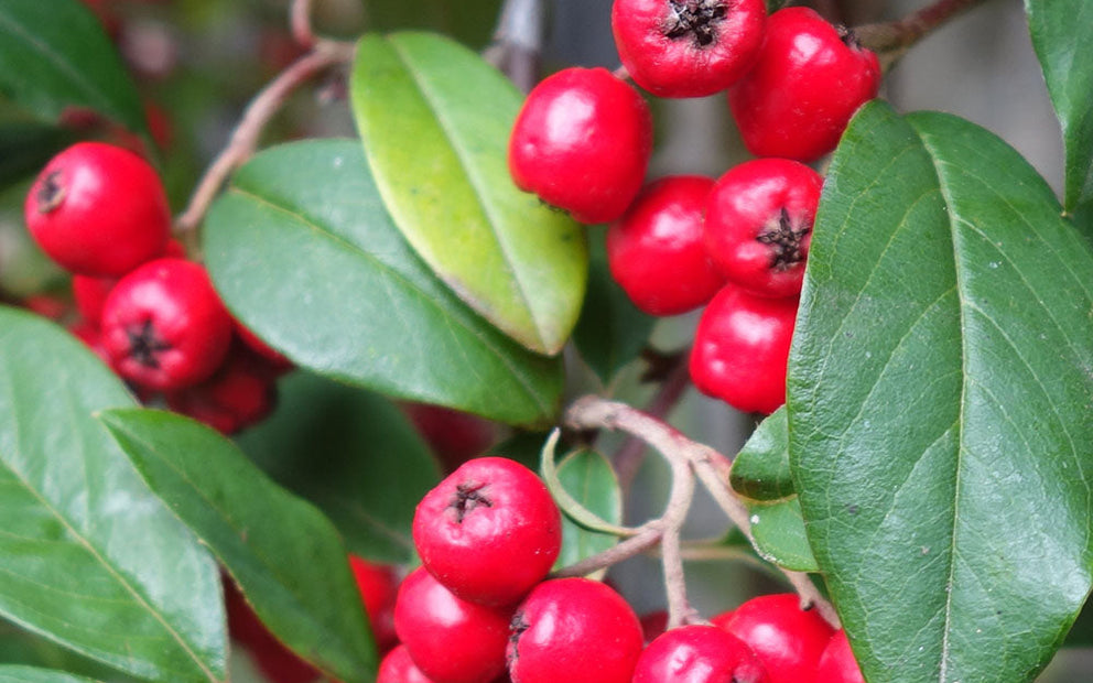 Cotoneaster berries