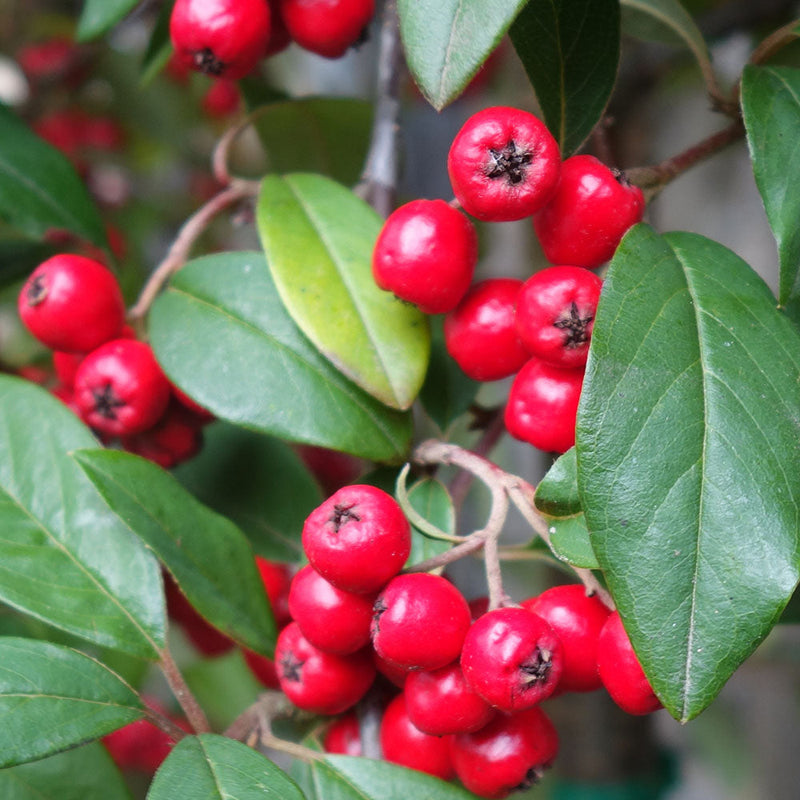Cotoneaster berries