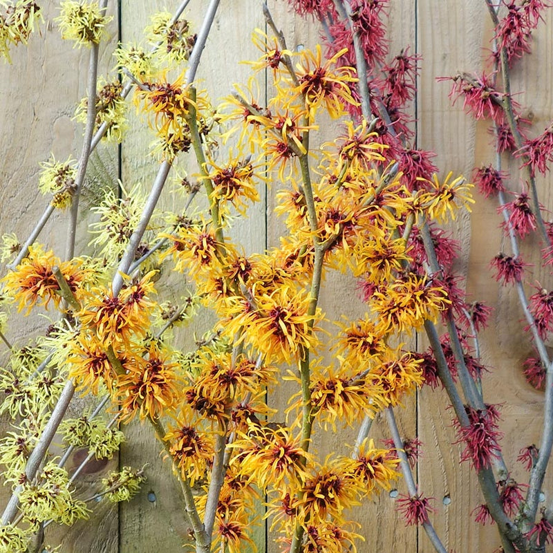 Mix of Hamamelis Witch Hazel flowers
