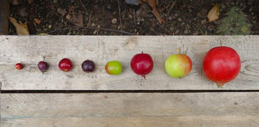 Array of Crab Apple sizes and colours