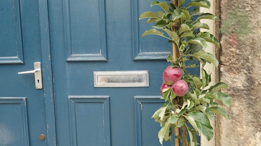 Columnar apple tree by door