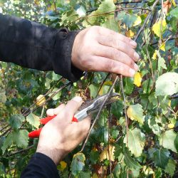Pruning Birch tree branch