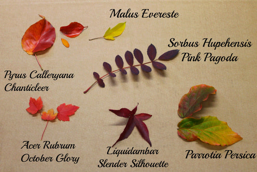 Autumn tree leaves with annotation