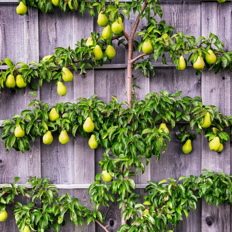 How to Espalier Train Fruit Trees