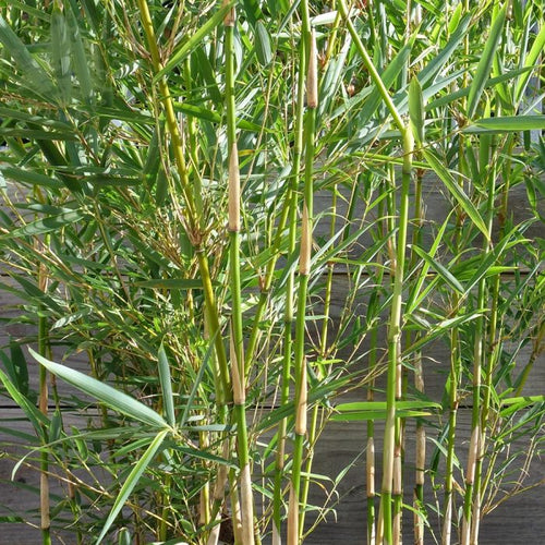 Bamboo