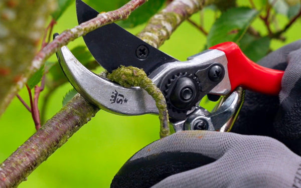 Pruning with secateurs