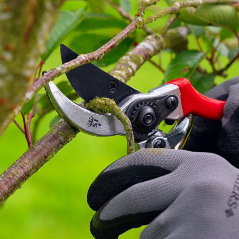 Pruning with secateurs