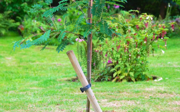 Newly planted tree in garden
